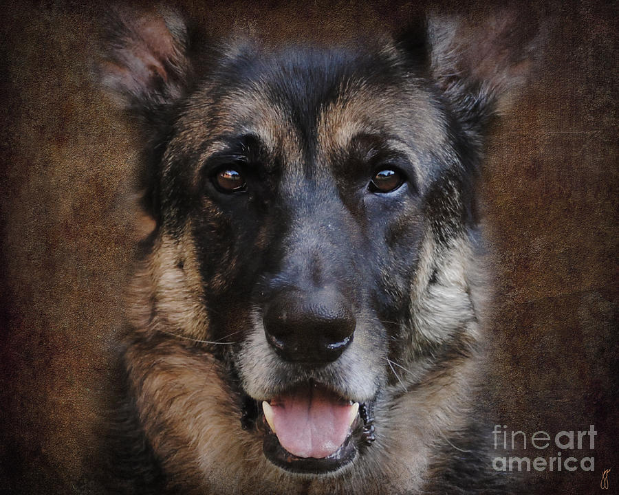 German Shepherd Dog Photograph by Jai Johnson