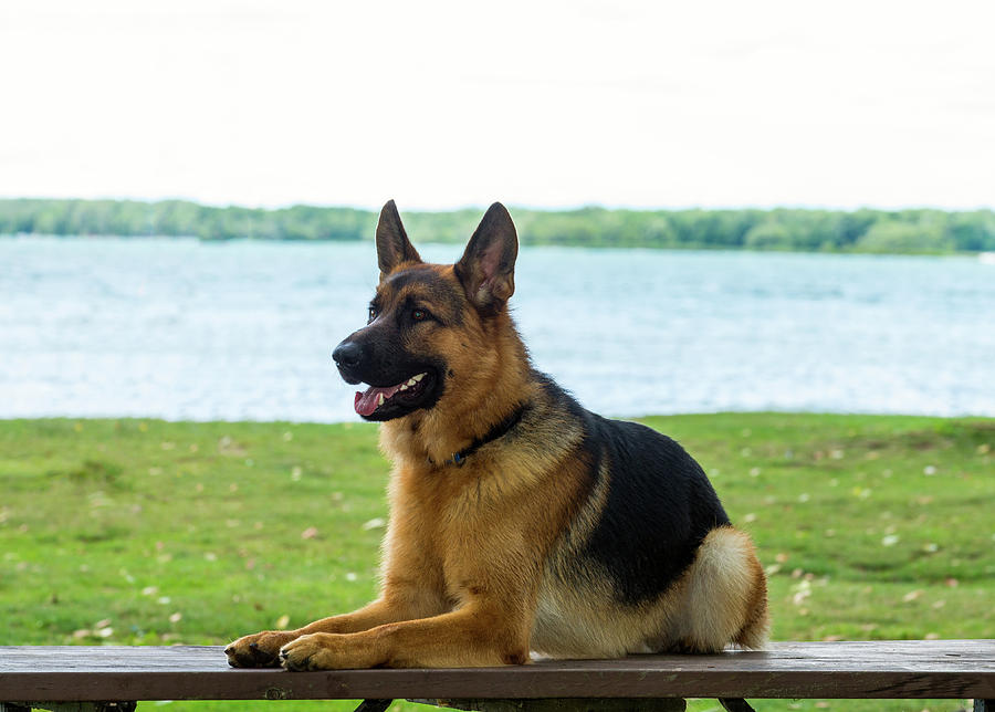 German Shepherd Dog Sitting By River Photograph by Panoramic Images