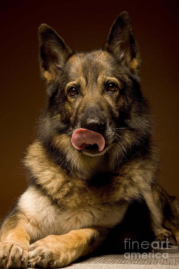 German Shepherd Dog Photograph by Wolfgang Herath