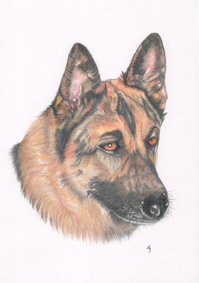 German Shepherd Dog Drawing by Yvonne Johnstone.