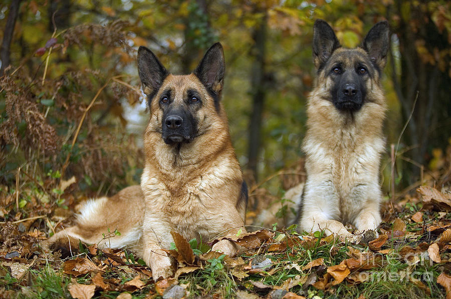 German Shepherd Dogs Photograph by Jean-Michel Labat