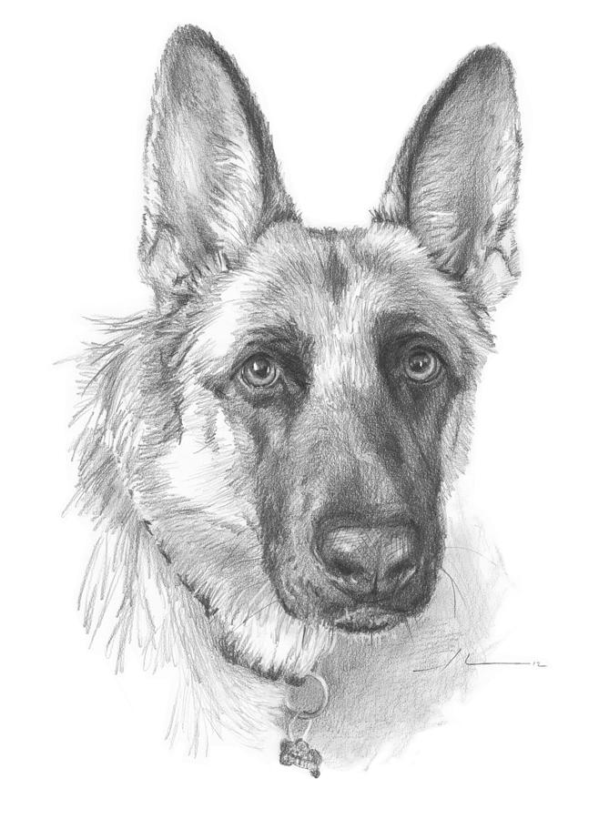 German Shepherd Face Pencil Portrait Drawing by Mike Theuer