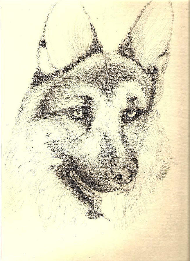 Pencil Rendering Drawing - German Shepherd Head by Joy Reese