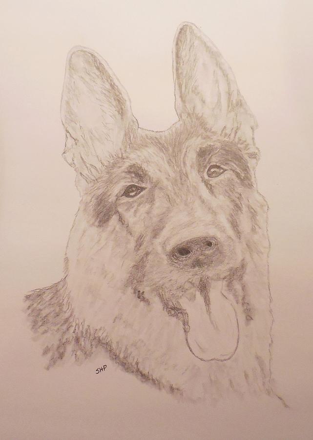German Shepherd Head Drawing By Stacey Pollio Fine Art America