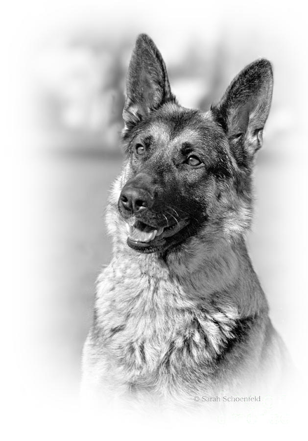 German Shepherd Head Study In Black And White Photograph by Sarah