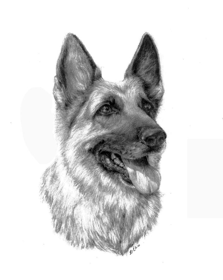 German Shepherd Drawing by Lou Ortiz Pixels