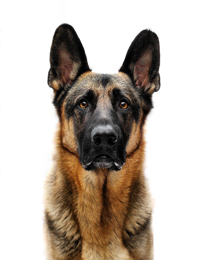 German shepherd Photograph by photo by Victoria Ross