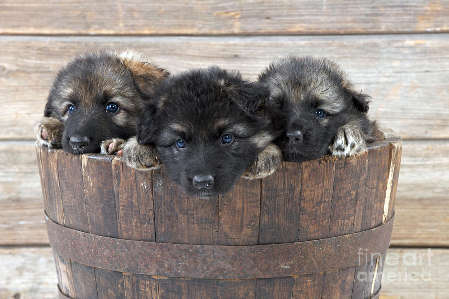 German Shepherd Puppies Photograph by John Daniels