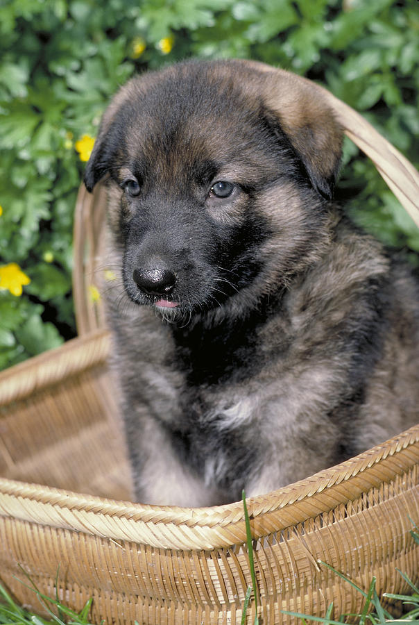 German Shepherd Puppy Photograph by Jeanne White