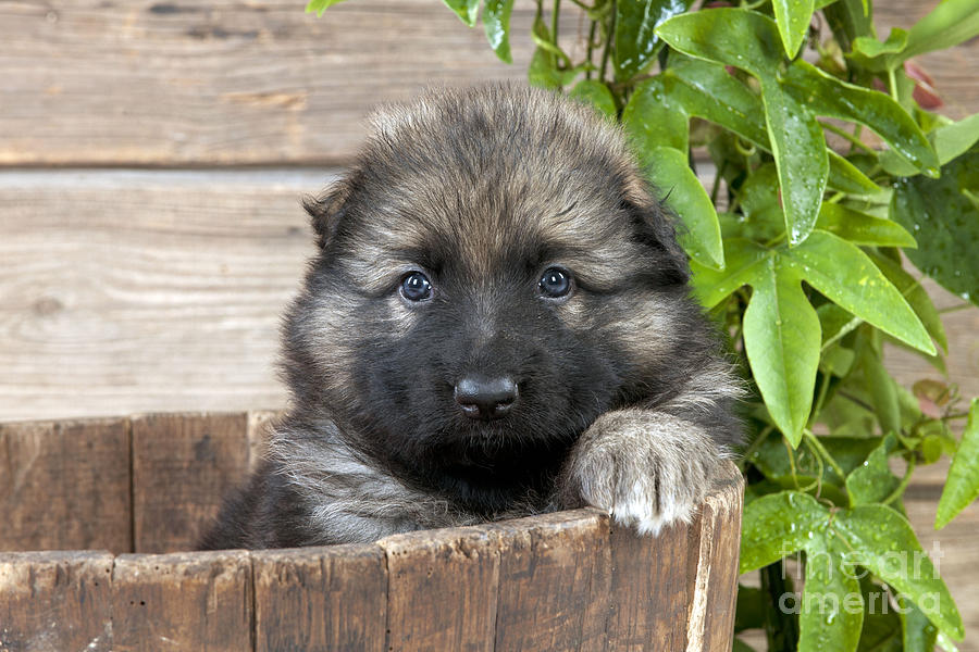 German Shepherd Puppy Photograph by John Daniels