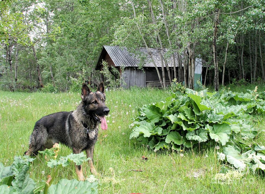 German Shepherd in the patch Photograph by Roland Stanke