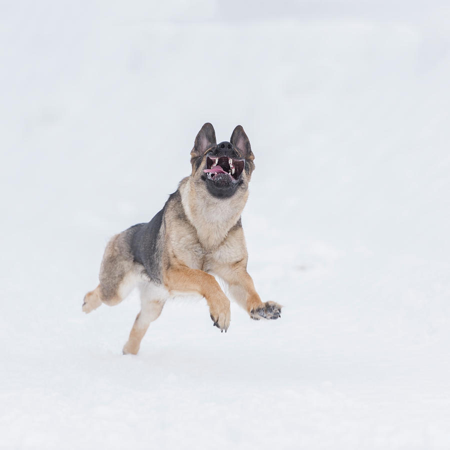German Shepherd Running In Snow Photograph By Geert Weggen Pixels