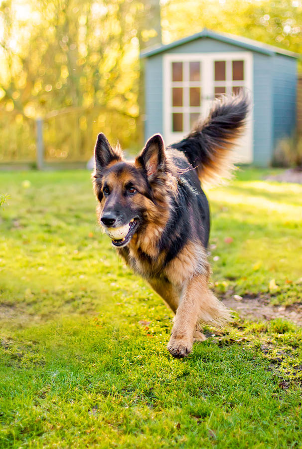 are german shepherds mouthy