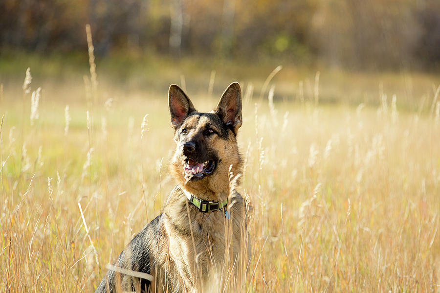 Nature Photograph - German Shepherd Sitting In Tall Meadow by Tyler D. Rickenbach