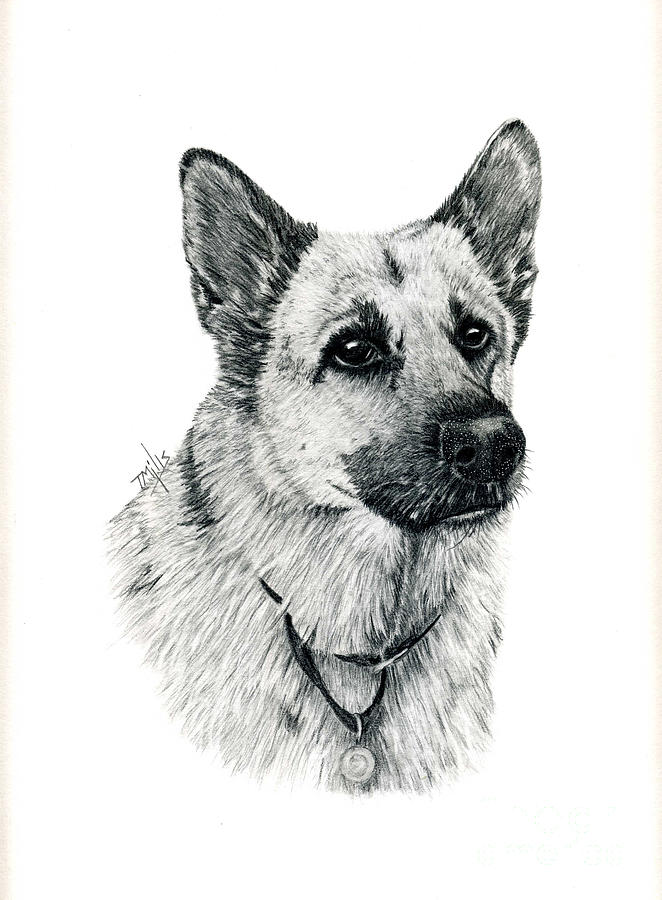 German Shepherd Drawing by Terri Mills