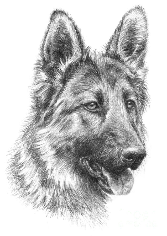 German Shepherd Drawing by Tobiasz Stefaniak.