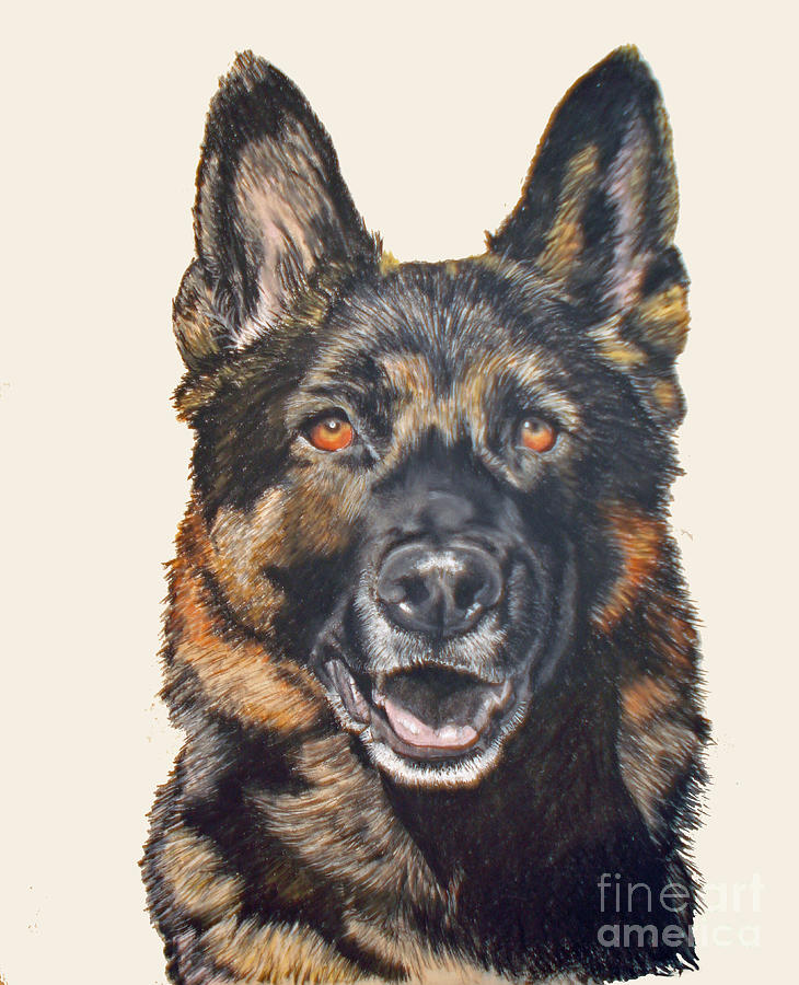 German Shepherd Ukon Pastel by Ann Marie Chaffin - Fine Art America