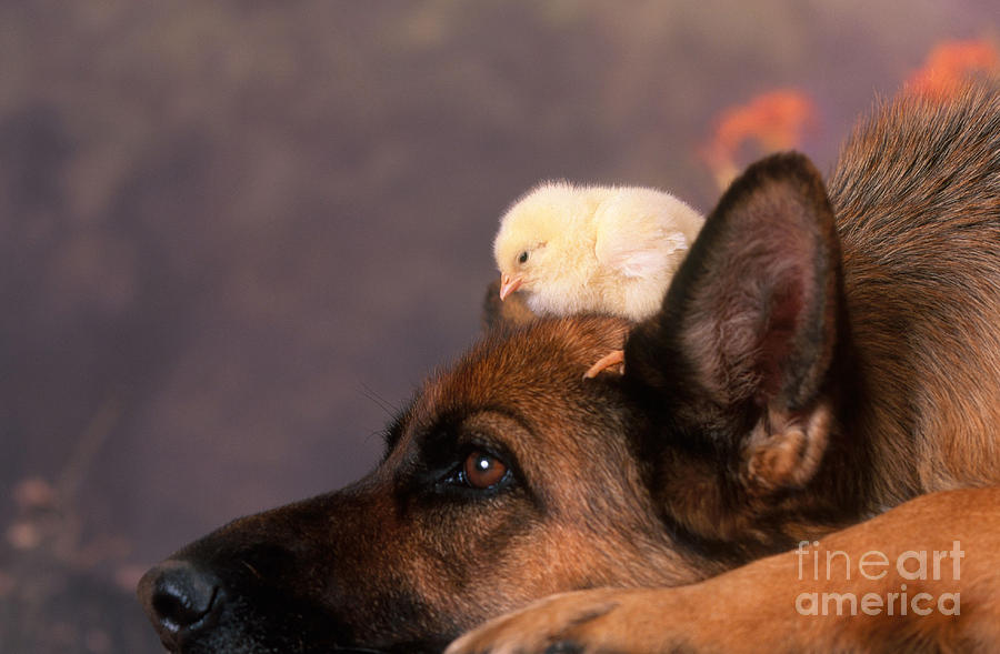 German Shepherd With Baby Chick Photograph by Alan and Sandy Carey