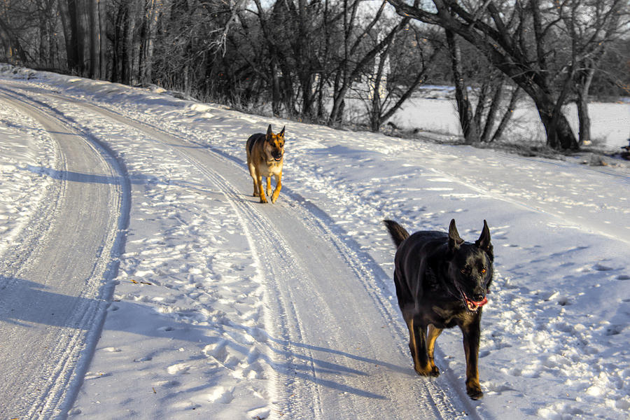 German Shepherds Photograph by Chad Rowe - Pixels