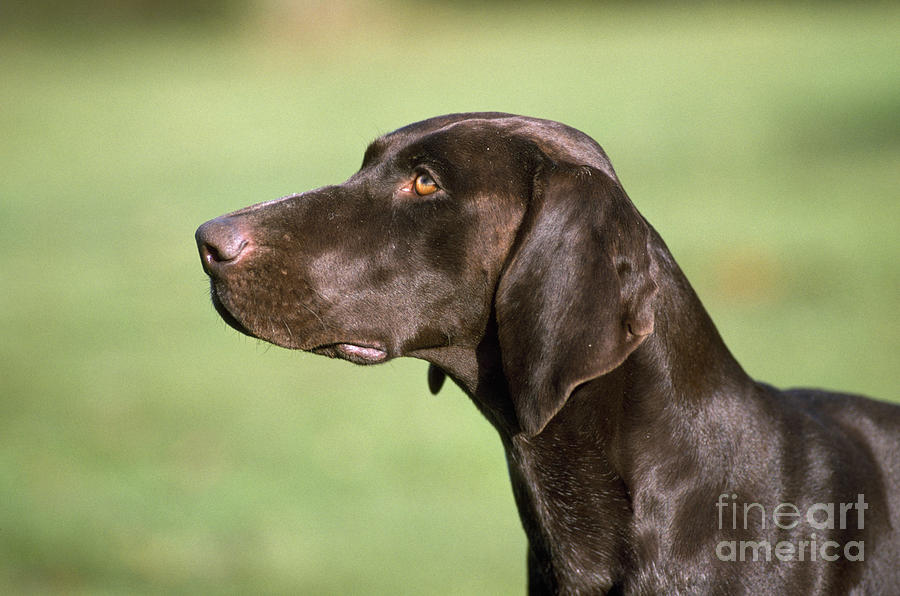 German Short-haired Pointer Dog Photograph by John Daniels