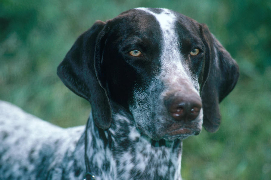 German Short Haired Pointer Photograph By Jeanne White