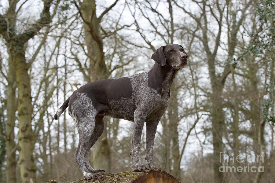 German Short-haired Pointer Photograph by John Daniels