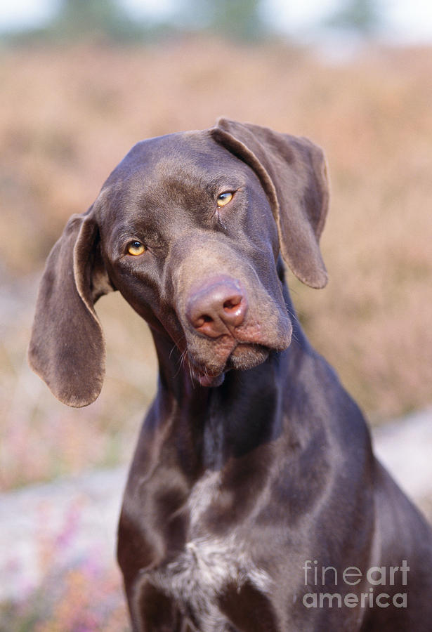 German Short-haired Pointer Puppy Photograph by John Daniels