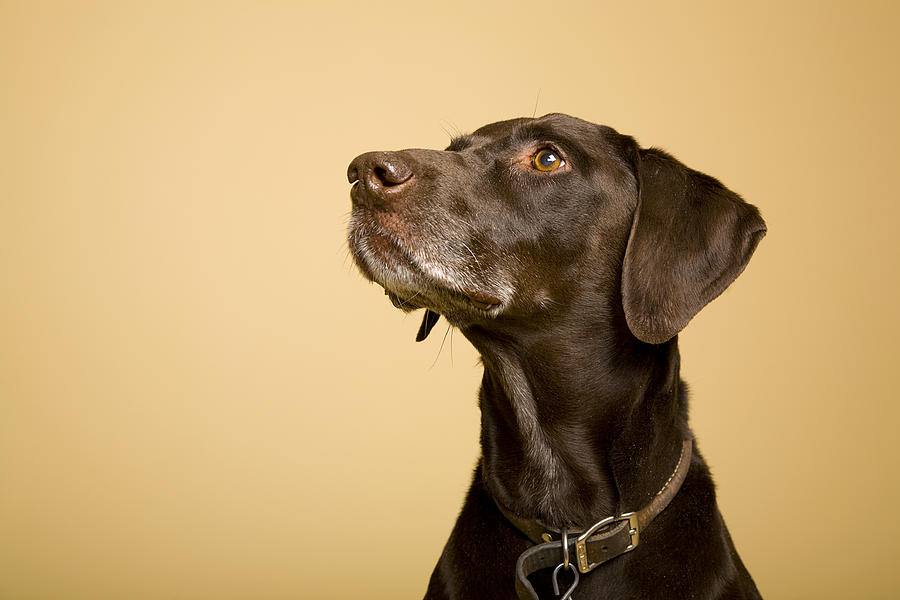German Shorthaired Pointer Photograph by RichLegg