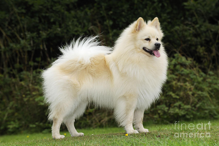 what is the breed of german spitz