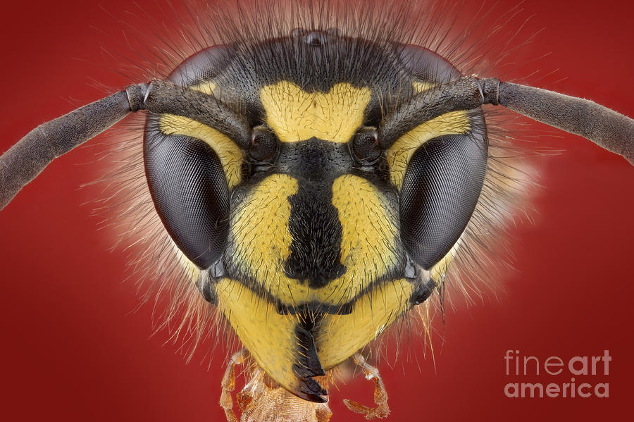 Animal Photograph - German Wasp Head by Matthias Lenke