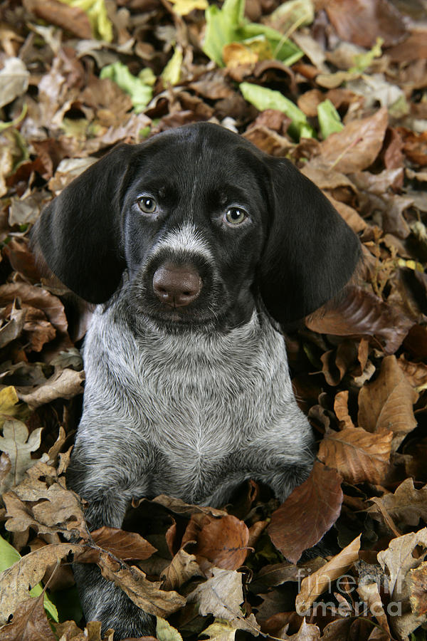 German Wire-haired Pointer Puppy Photograph by John Daniels