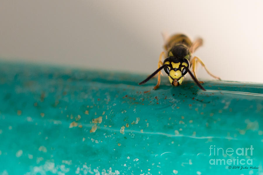 German Yellowjacket Wasp Photograph by Jivko Nakev
