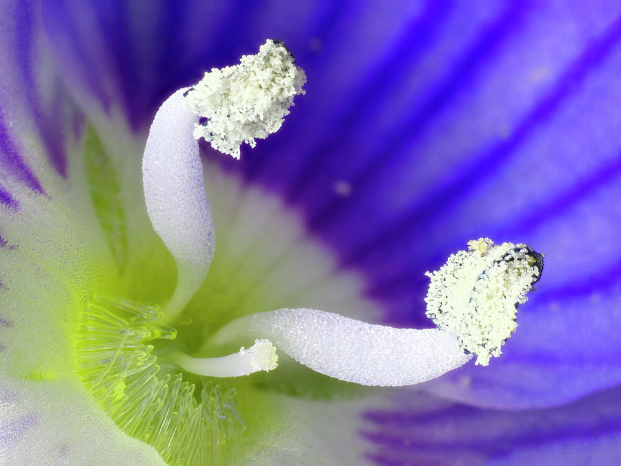 Flower Photograph - Germander Speedwell (veronica Chamaedrys) by Karl Gaff / Science Photo Library