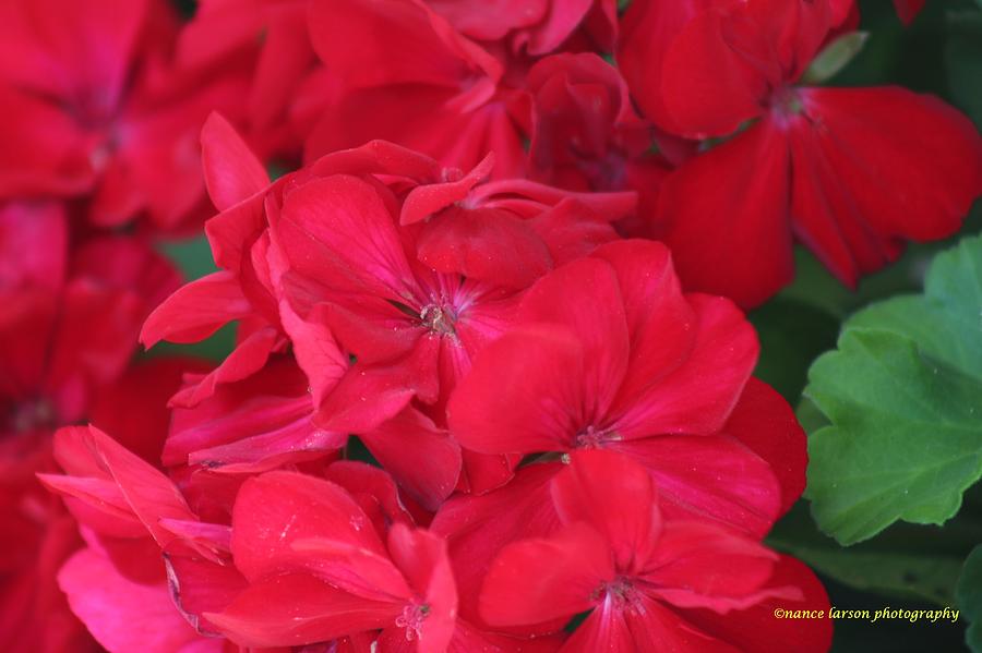 Red Photograph - Germaniums by Nance Larson
