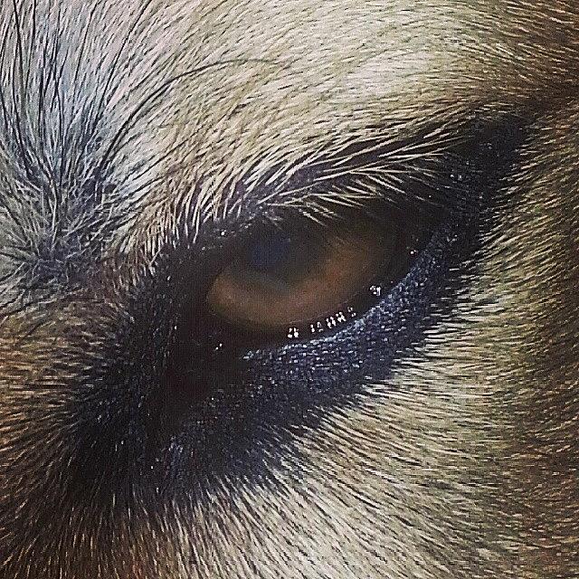 Dog Photograph - Eye Of The Dog by Charlie Cliques