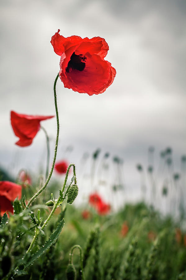 Germany, Baden Wuerttemberg, Red Poppy Photograph by Westend61