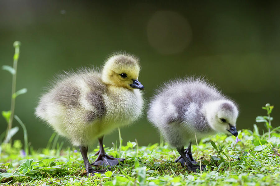 Germany, Bavaria, Barnacle Goose Chicks Photograph by Westend61