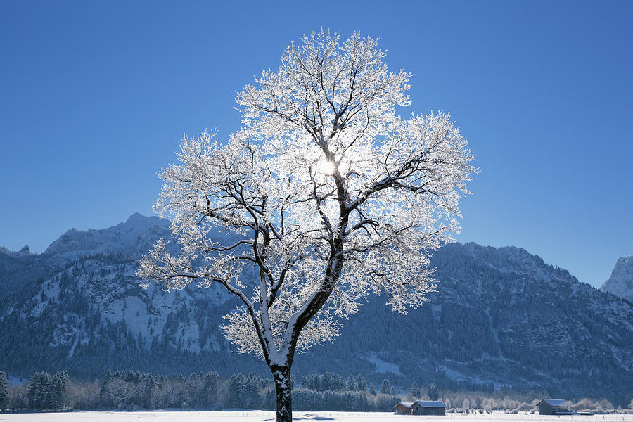 Germany, Bavaria, Frost Tree At Photograph by Westend61