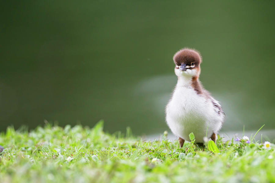 Germany, Bavaria, Goosander Chick Photograph by Westend61