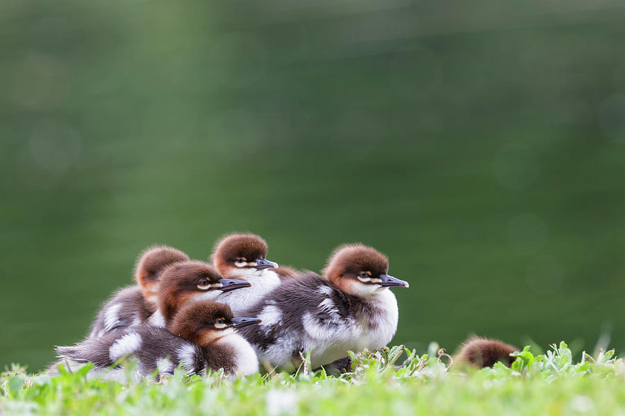 Germany, Bavaria, Goosander Chicks Photograph by Westend61