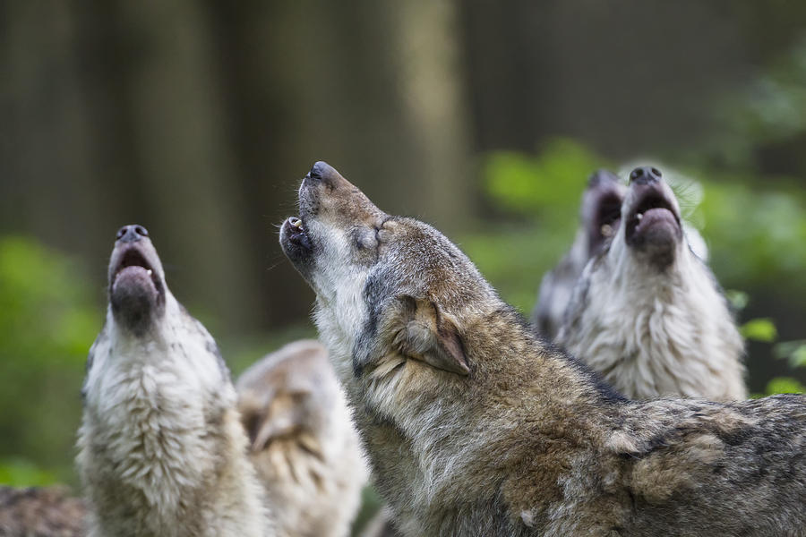 Germany, Bavaria, Howling gray wolfs Photograph by Westend61