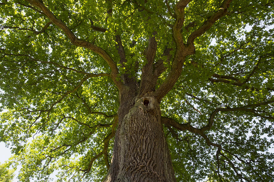 Germany, Bavaria, Lower Franconia, Pedunculate Oak, Quercus robur Photograph by Westend61