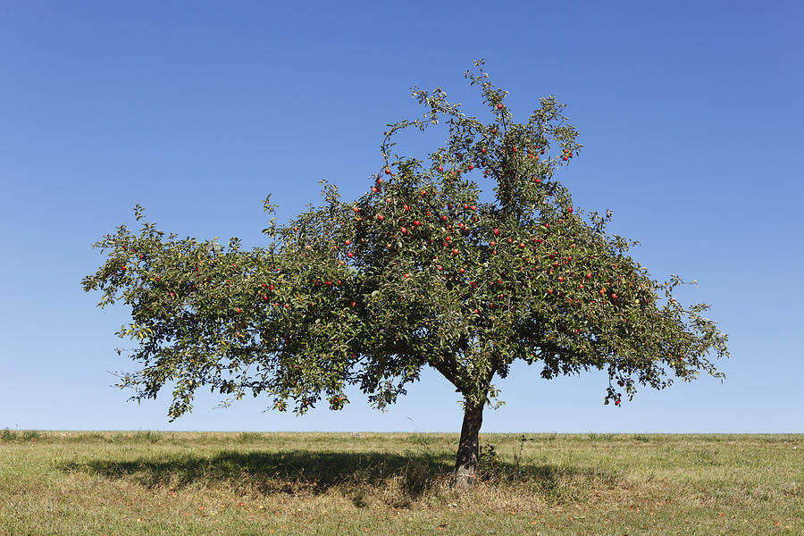 Germany, Bavaria, View of apple tree Photograph by Westend61