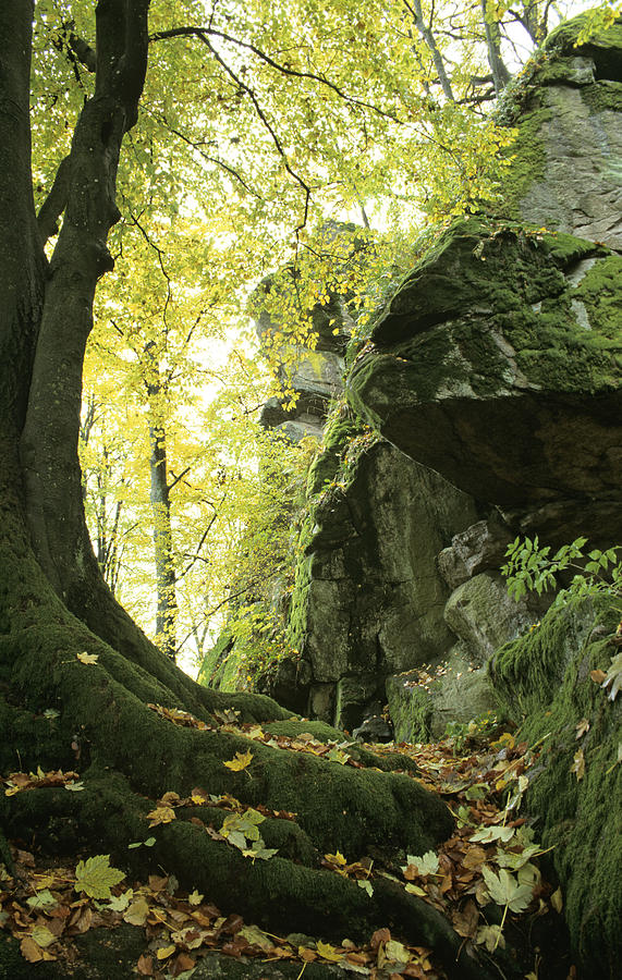 Germany, Bavarian forest, Schlo?park Falkenstein Photograph by Herbert Scholpp