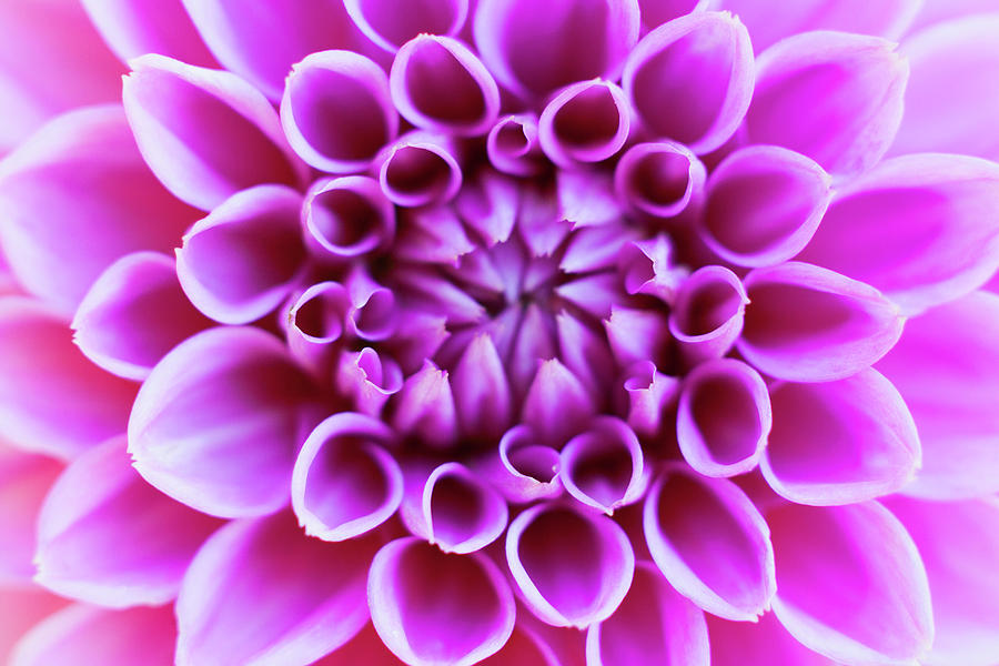 Germany, Dahlia Flower, Close Up Photograph by Westend61