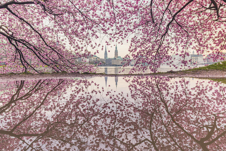 Germany, Hamburg, Germany, Hamburg, blossoming cherry tree at Binnenalster, water reflections of town hall and St. Nicholas Church Photograph by Westend61