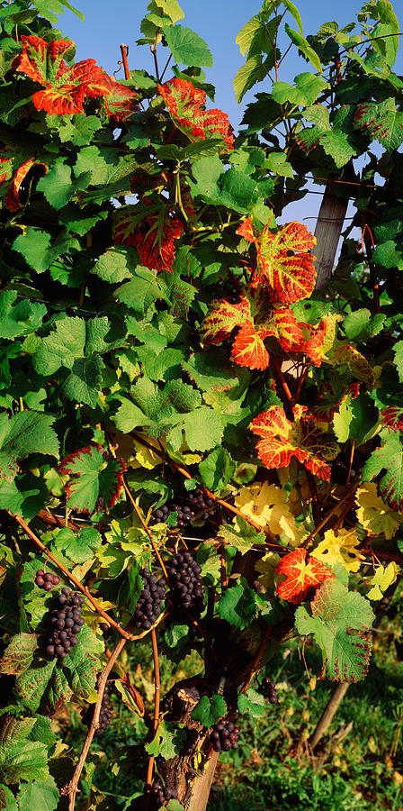 Fruit Photograph - Germany, Lake Konstanz, Fresh Grapes by Panoramic Images