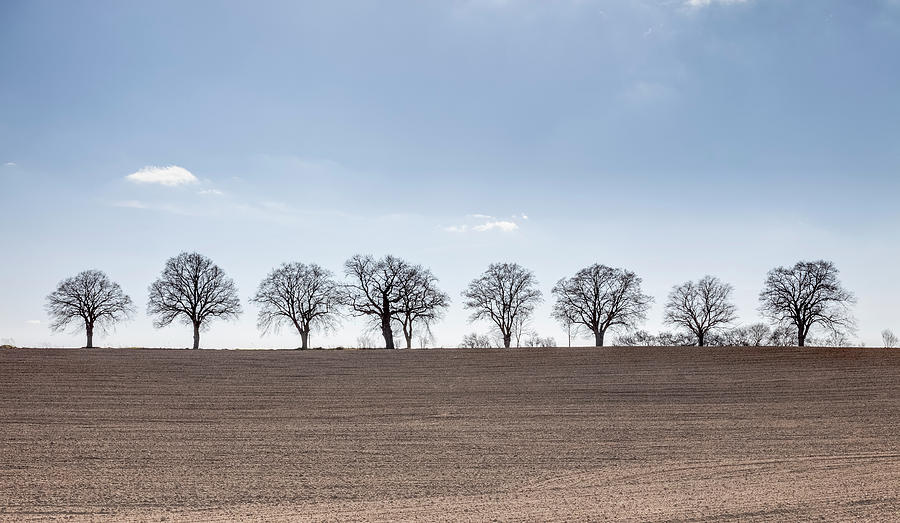 Germany, Mecklenburg Vorpommern, Trees Photograph by Westend61