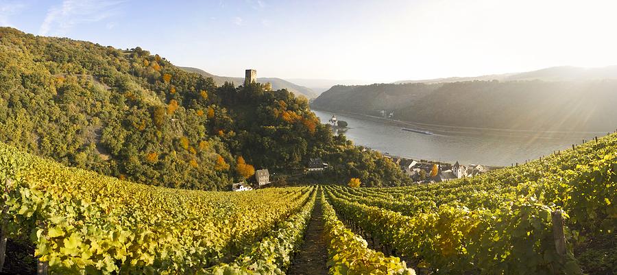 Germany, Rhineland-Palatinate, Kaub, Gutenfels Castle with vineyards in the foreground Photograph by Westend61