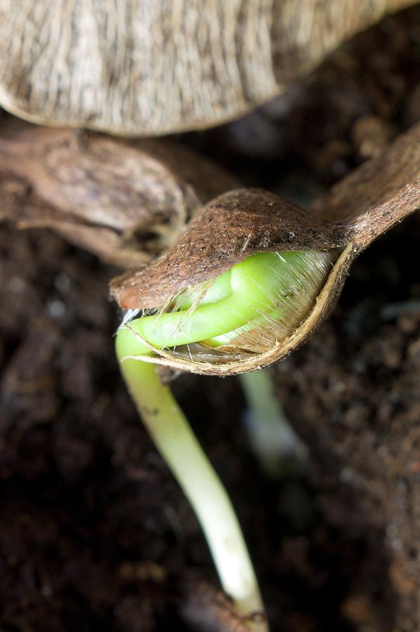 Germinating Sycamore (acer Pseudoplatanus) Seed Photograph by Dr Jeremy